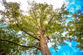 Best Tree Maintenance Programs  in Portageville, MO