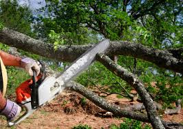 Portageville, MO  Tree Services Company